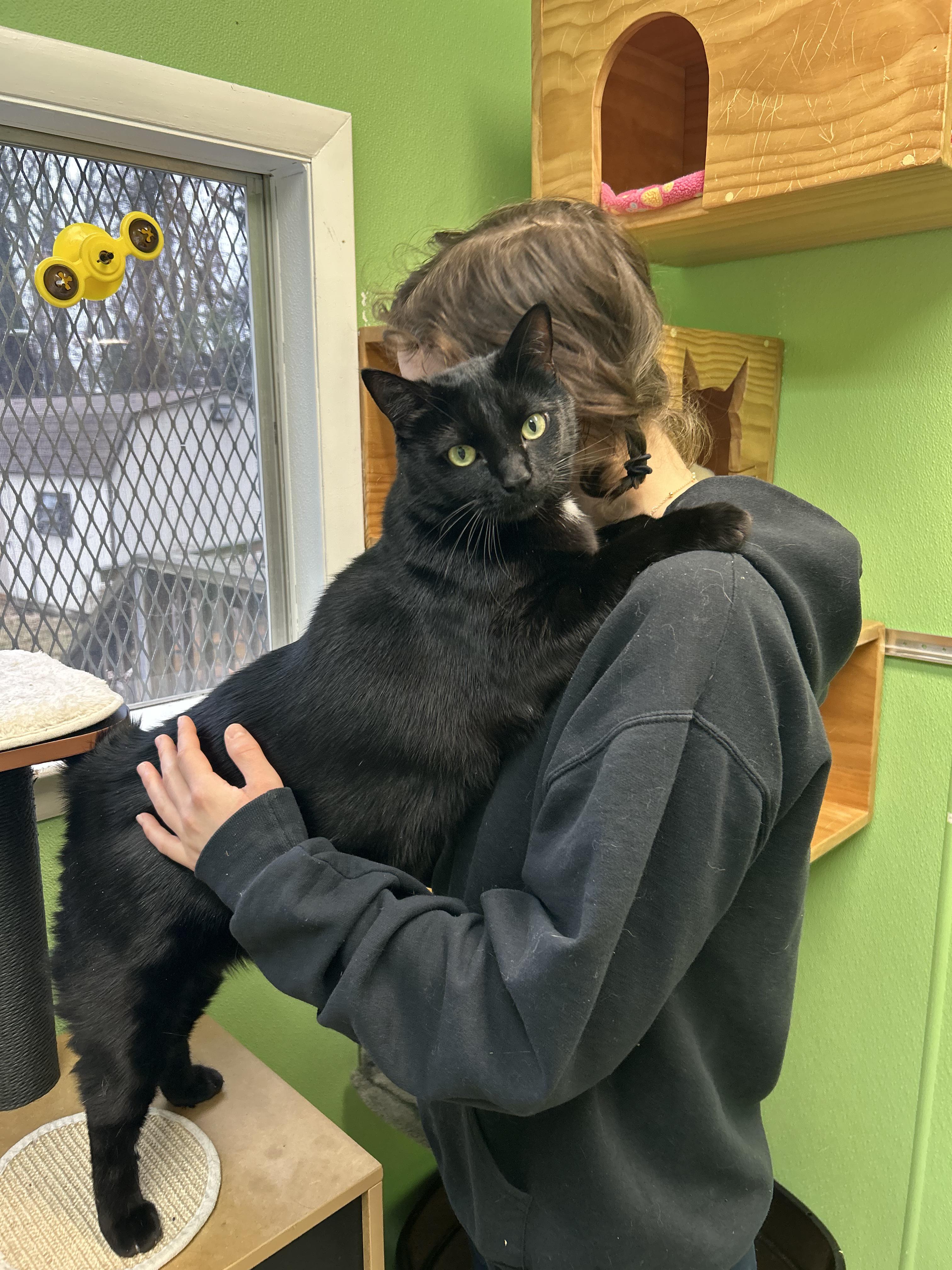 Enlarge Tiny, a Adoptable Domestic Short Hair in Greenbelt, MD image 1/6