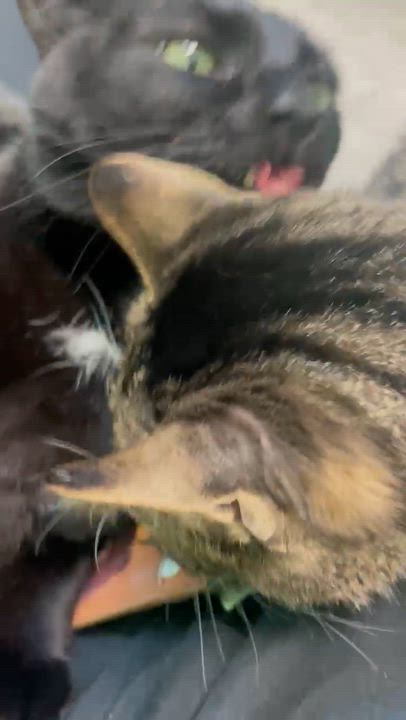 Enlarge Tiny, a Adoptable Domestic Short Hair in Greenbelt, MD video 6/6