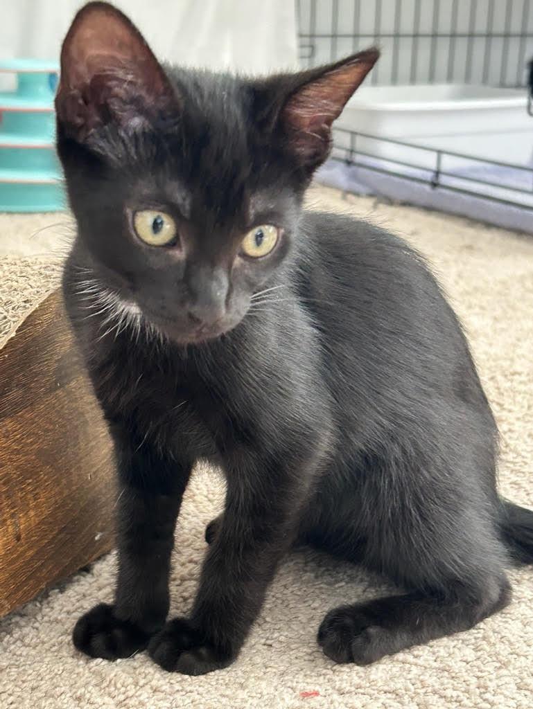 Enlarge Hope, a Adoptable Domestic Short Hair in Charlotte, NC image 1/4