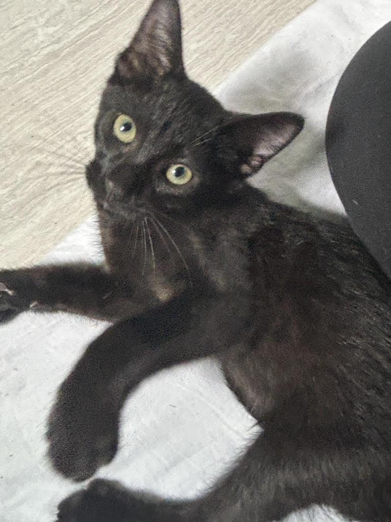 Enlarge Hope, a Adoptable Domestic Short Hair in Charlotte, NC image 3/4