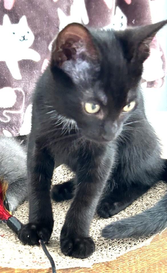 Enlarge Hope, a Adoptable Domestic Short Hair in Charlotte, NC image 4/4