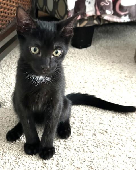 Enlarge Hope, a Adoptable Domestic Short Hair in Charlotte, NC image 2/4