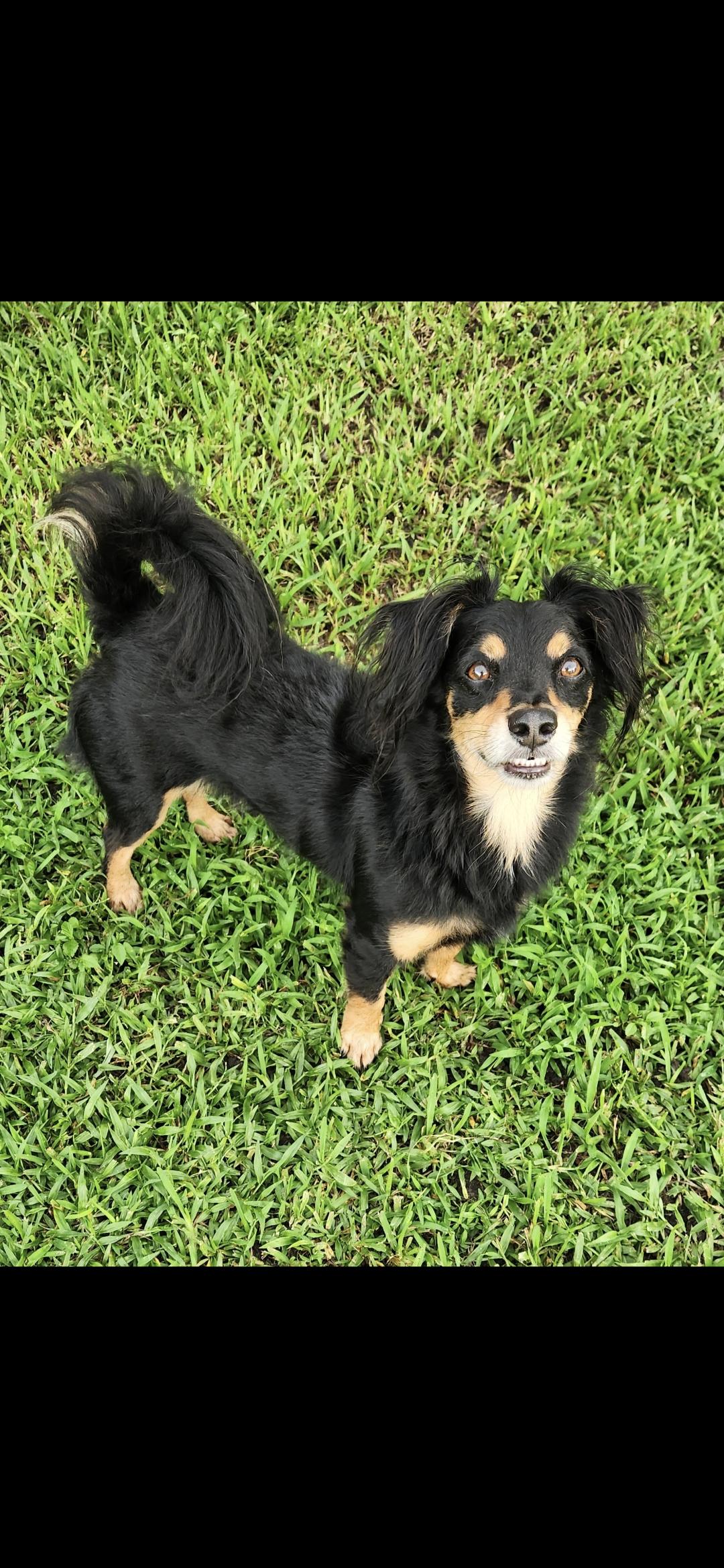 Enlarge Angel, a ADOPTABLE mixed breed in Miami, FL image 3/4