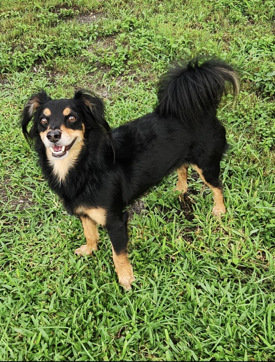 Angel, ADOPTABLE, Adult Male Australian Shepherd & Terrier.