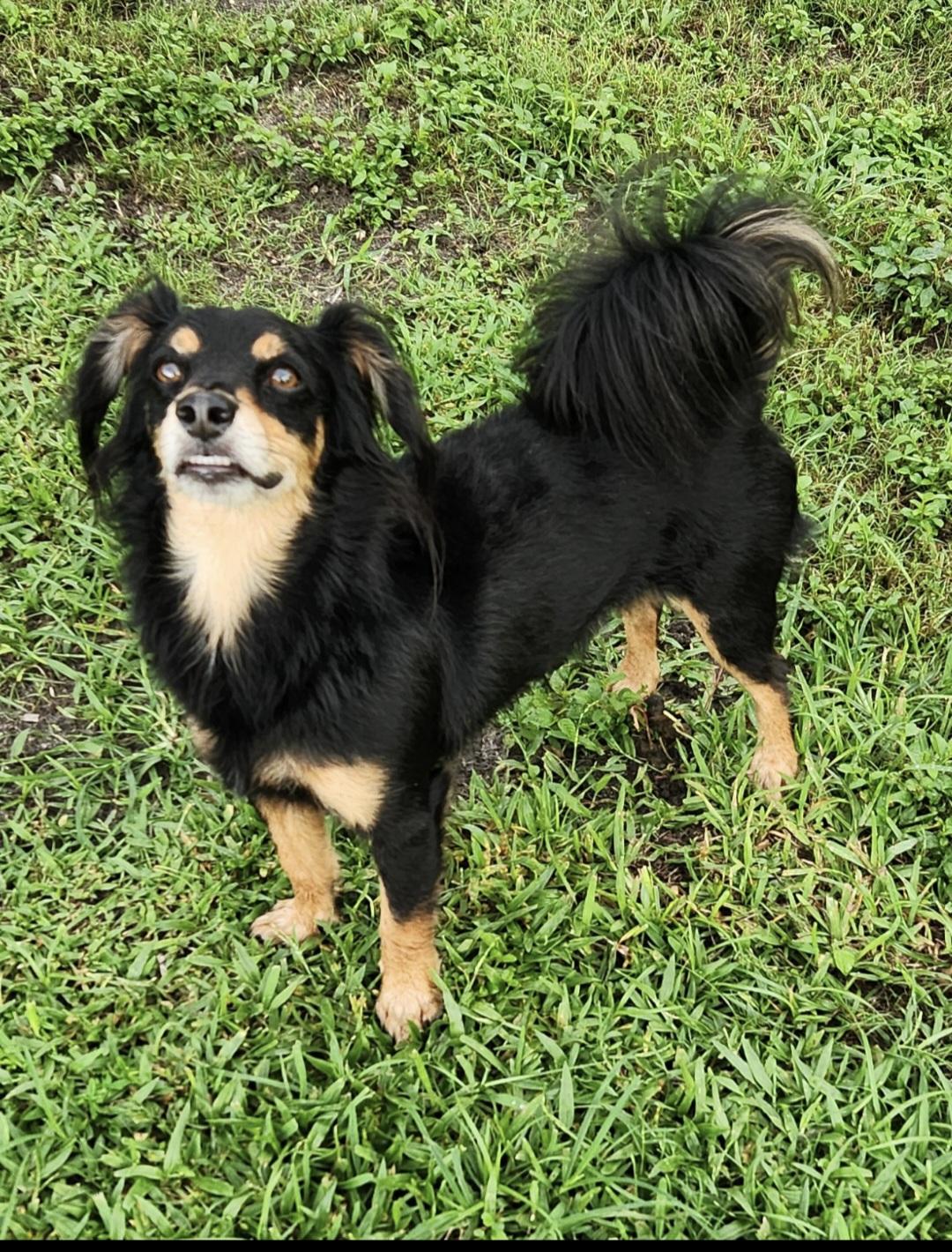 Enlarge Angel, a ADOPTABLE mixed breed in Miami, FL image 2/4