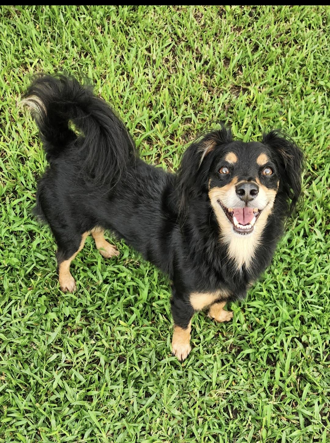 Enlarge Angel, a ADOPTABLE mixed breed in Miami, FL image 4/4