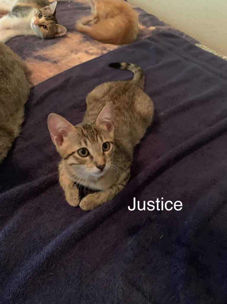 Justice, Adoptable, Kitten Female Domestic Short Hair.