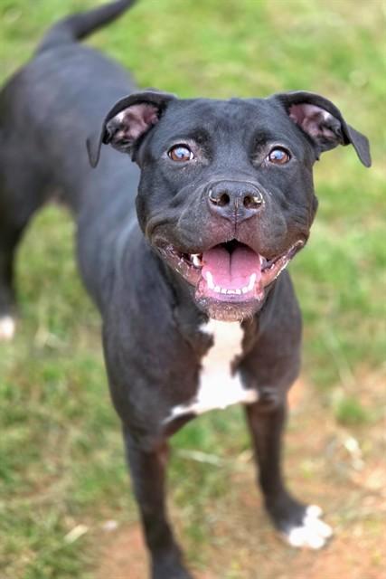 DARBY, Adoptable, Young Female American Staffordshire Terrier.