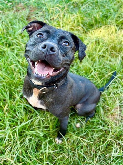 DARBY, Adoptable, Young Female American Staffordshire Terrier.