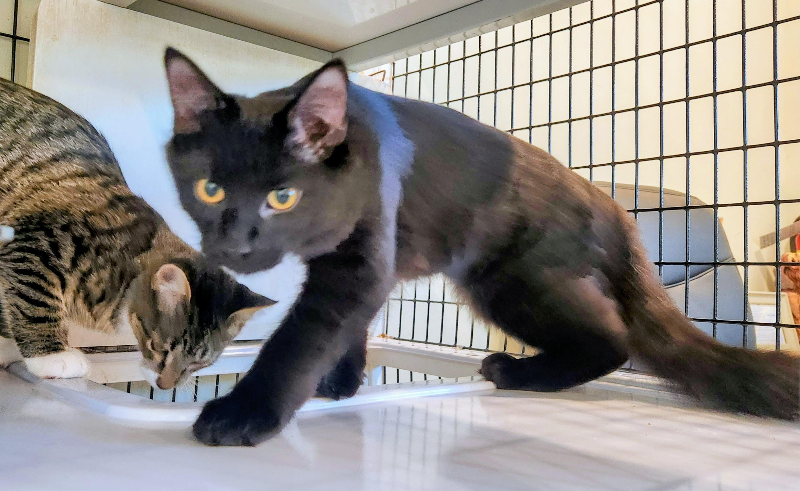 Maya, Adoptable, Young Female Domestic Short Hair.