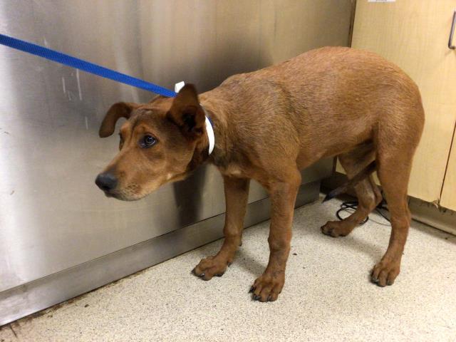 GINGER, Adoptable, Young Female Redbone Coonhound & Mixed Breed.