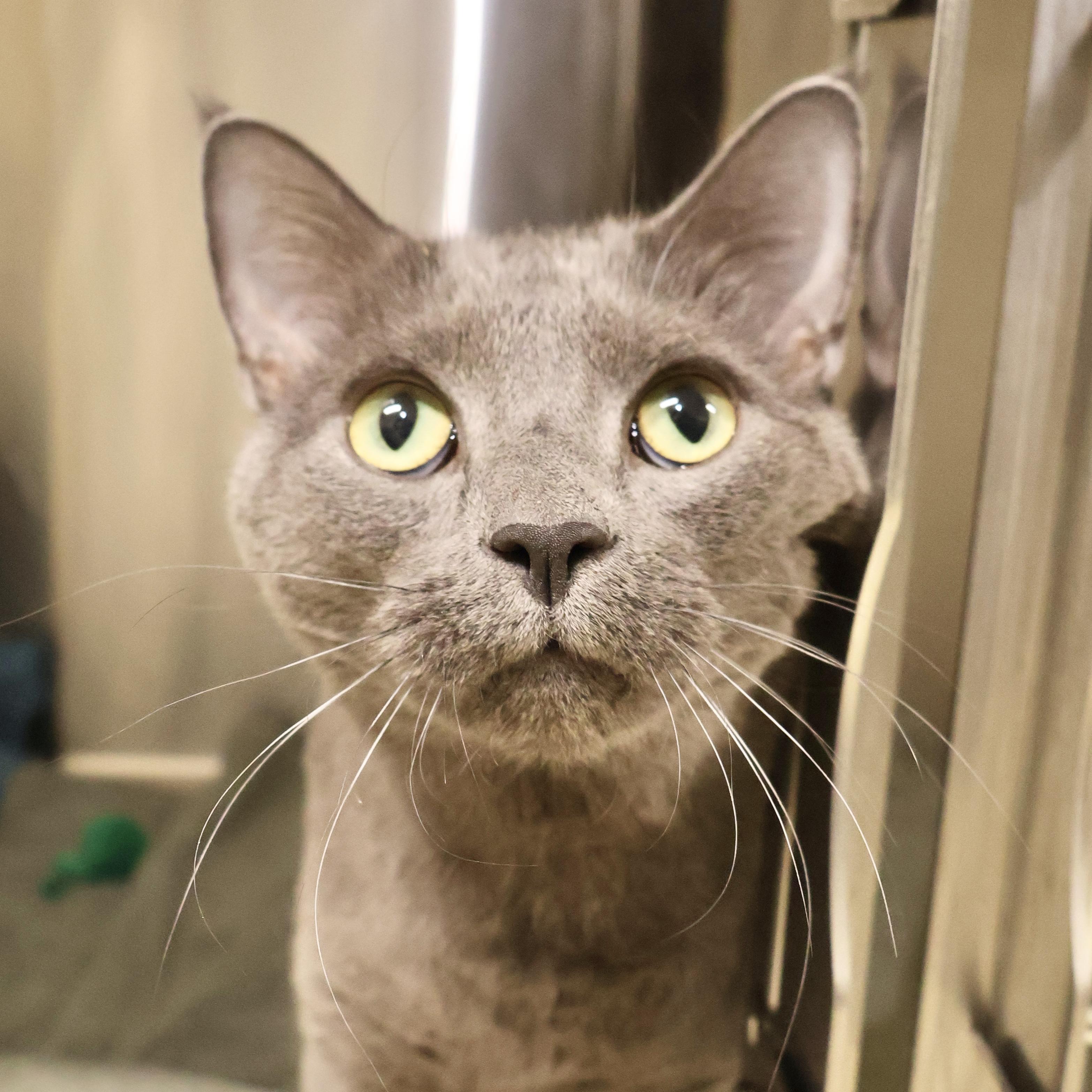 Marshall, adopted, Young Male Domestic Short Hair.