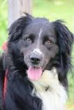 Max, Adoptable, Adult Male Mixed Breed.