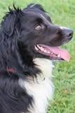 Enlarge Max, a Adoptable mixed breed in Columbia, TN image 2/5