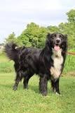 Enlarge Max, a Adoptable mixed breed in Columbia, TN image 3/5