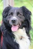 Enlarge Max, a Adoptable mixed breed in Columbia, TN image 4/5