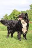 Enlarge Max, a Adoptable mixed breed in Columbia, TN image 5/5