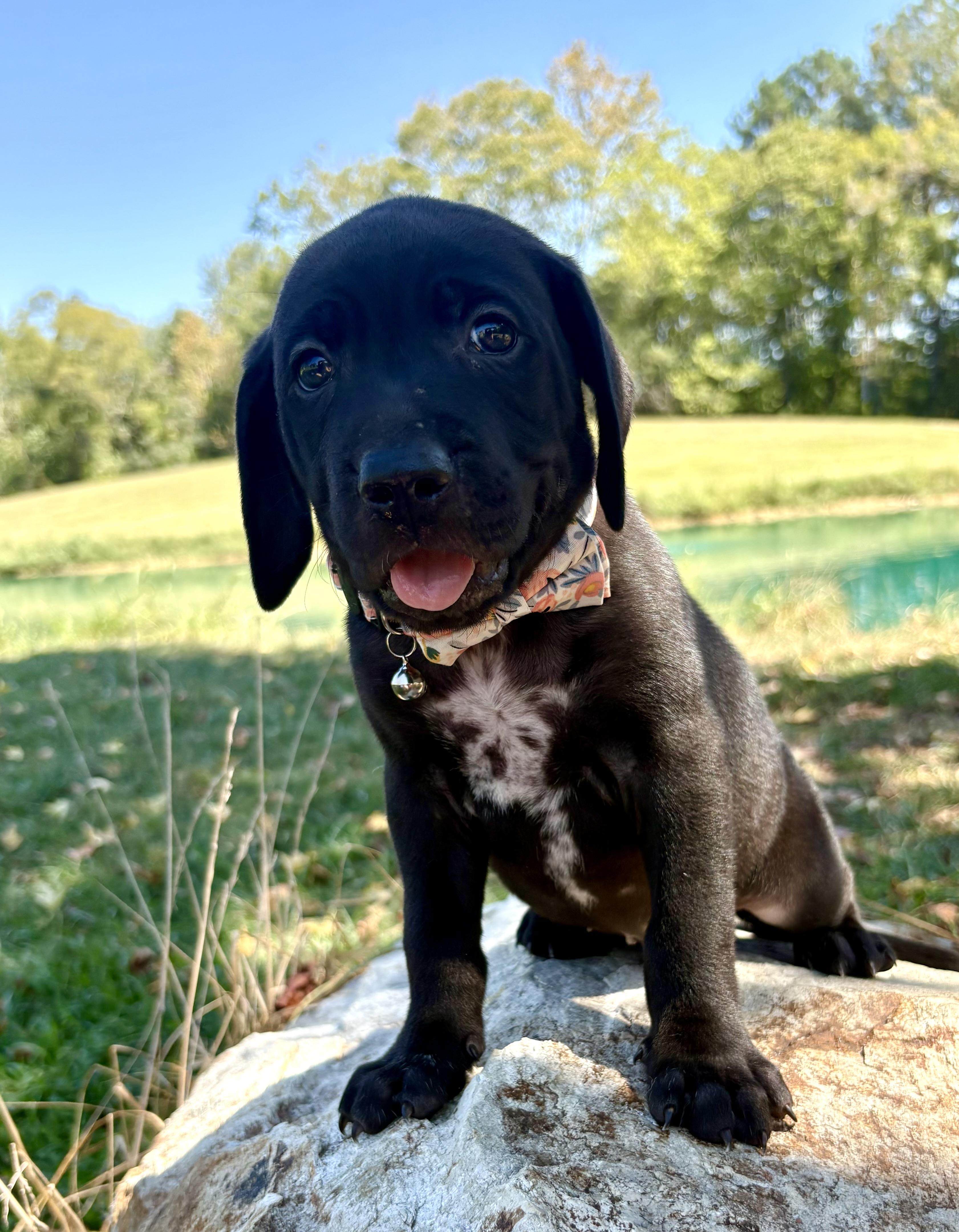 Enlarge Twister, a Adoptable mixed breed in Pittsboro, NC image 3/4