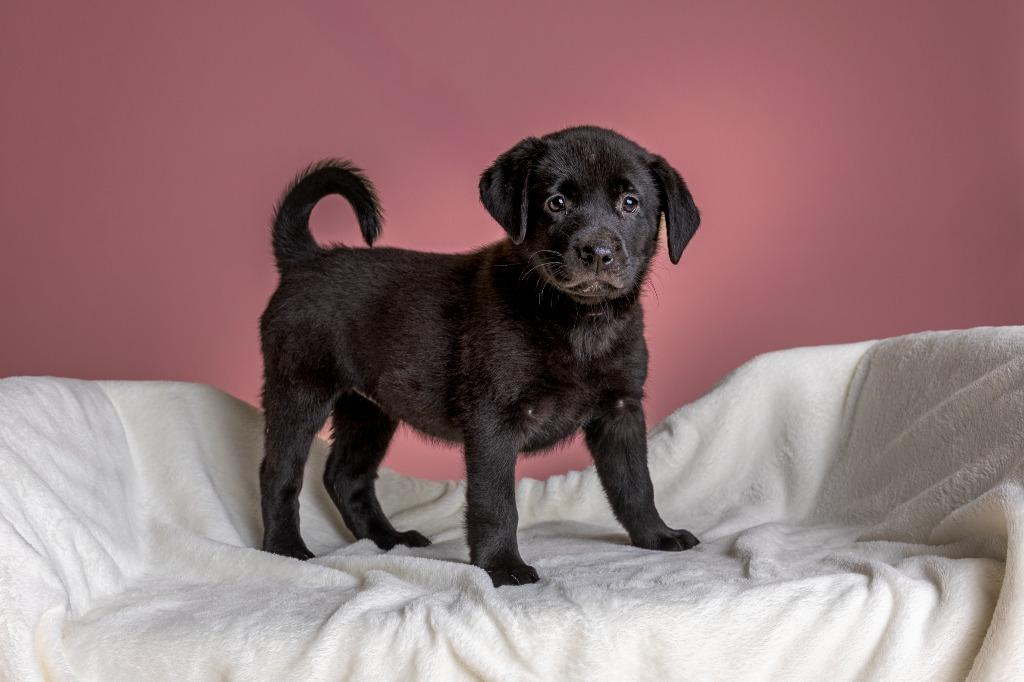 Queen Sara, adopted, Young Female Labrador Retriever.