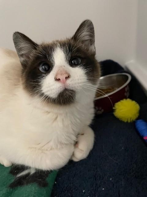 Enlarge Micah, an adopted mixed breed in Hayward, WI image 1/1