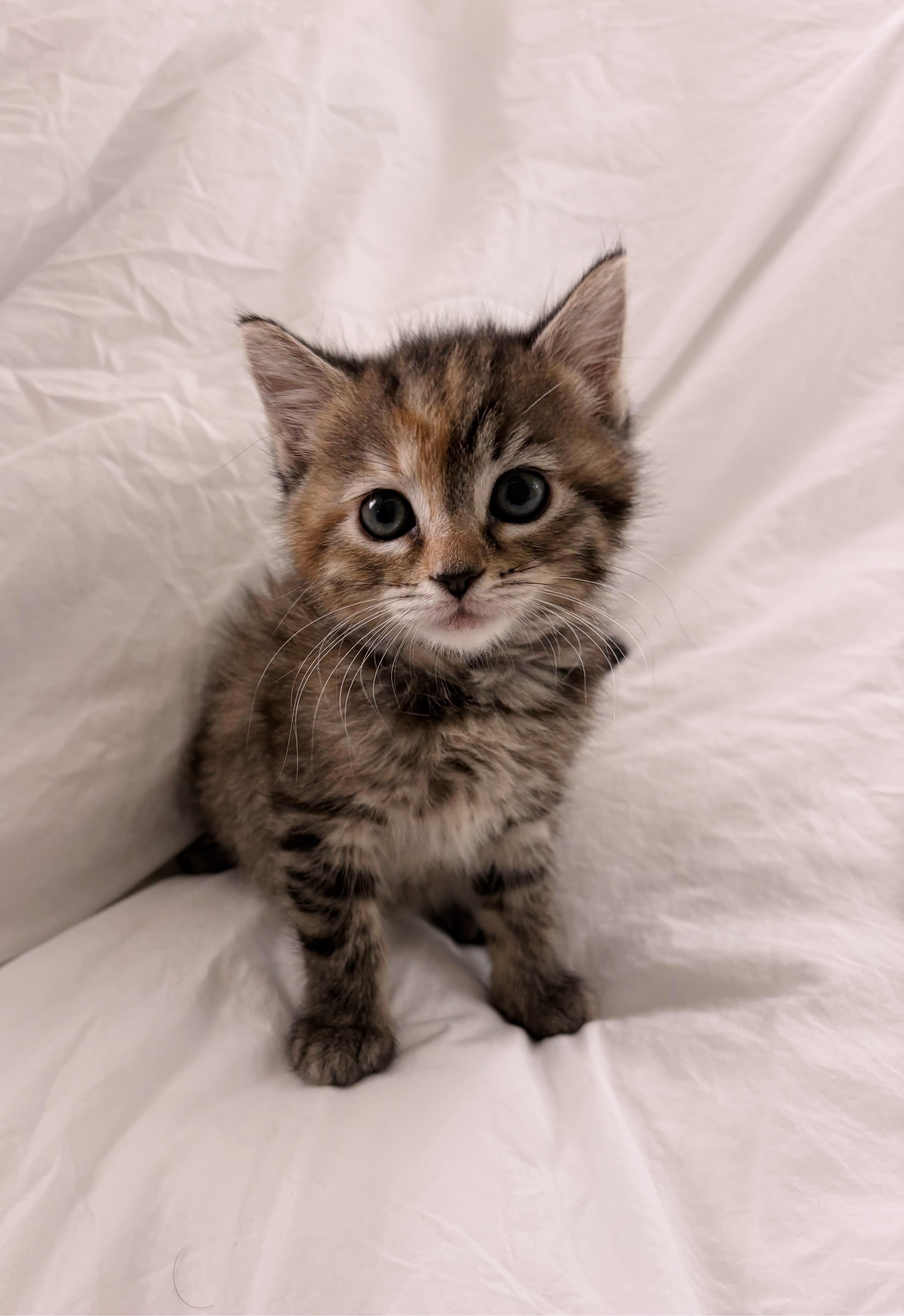 Caramel Popcorn, ADOPTABLE, Young Female Domestic Short Hair.
