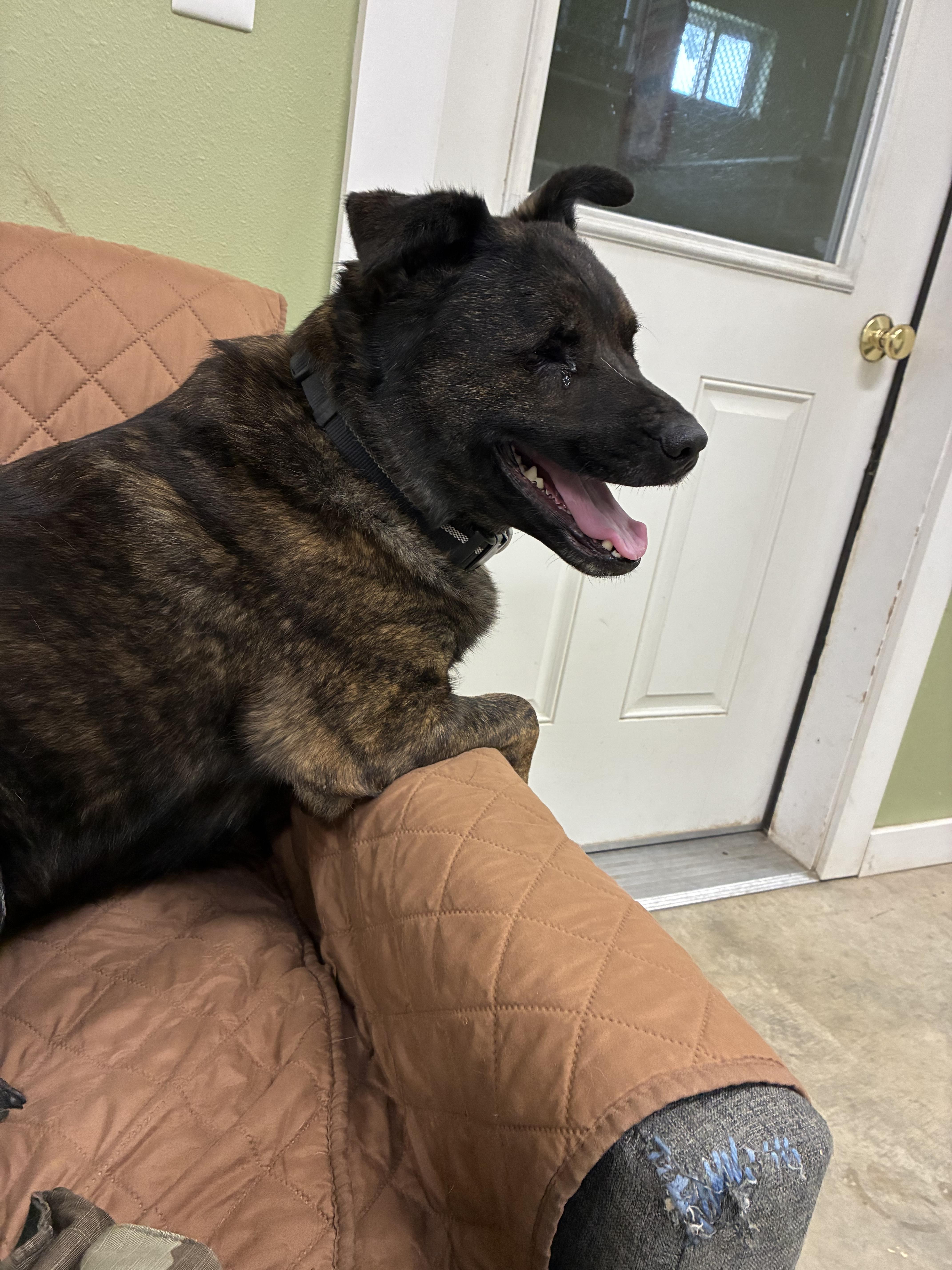 Enlarge Stevie, a Adoptable mixed breed in Bonners Ferry, ID image 2/4