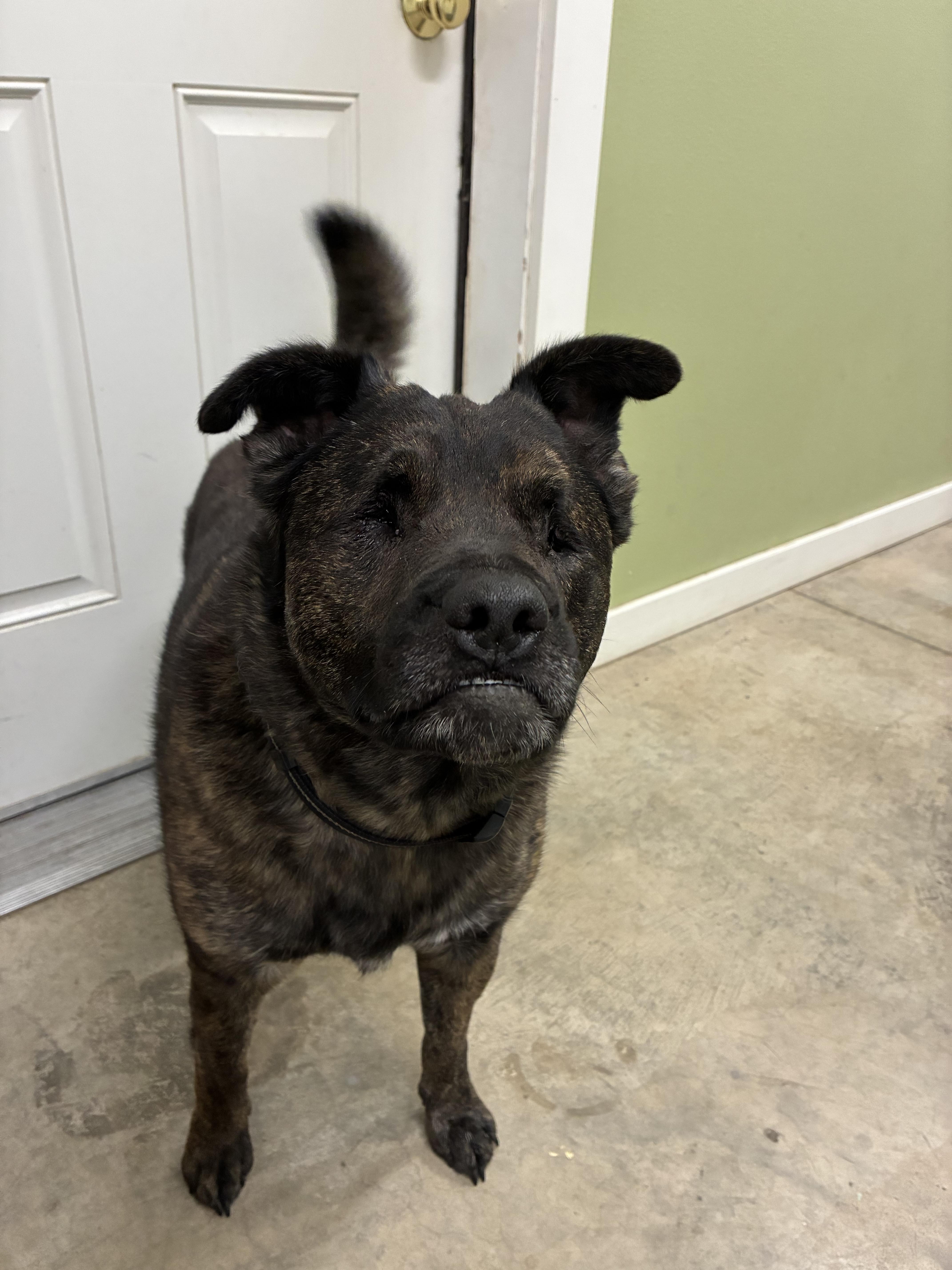 Enlarge Stevie, a Adoptable mixed breed in Bonners Ferry, ID image 3/4