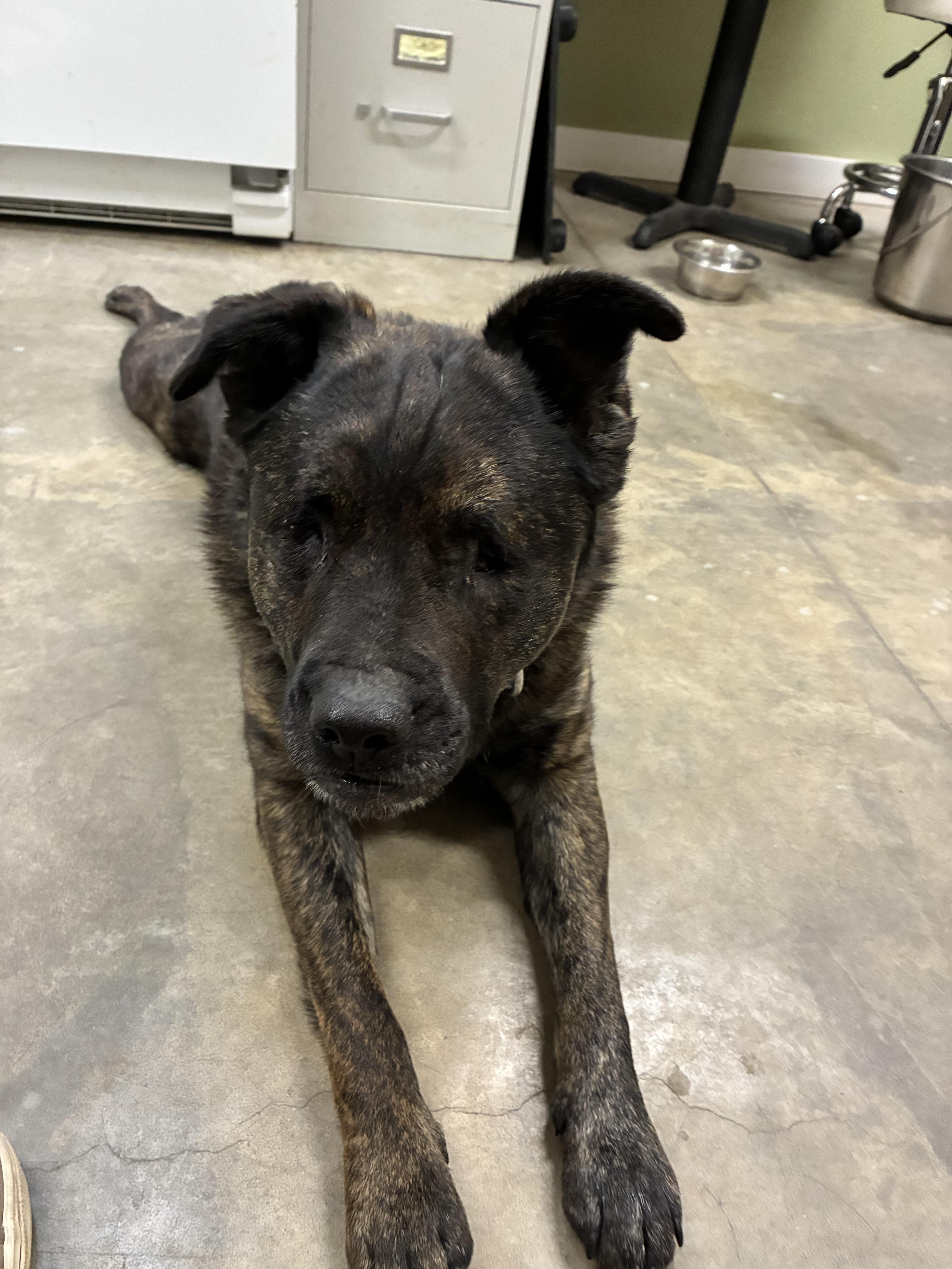 Enlarge Stevie, a Adoptable mixed breed in Bonners Ferry, ID image 4/4