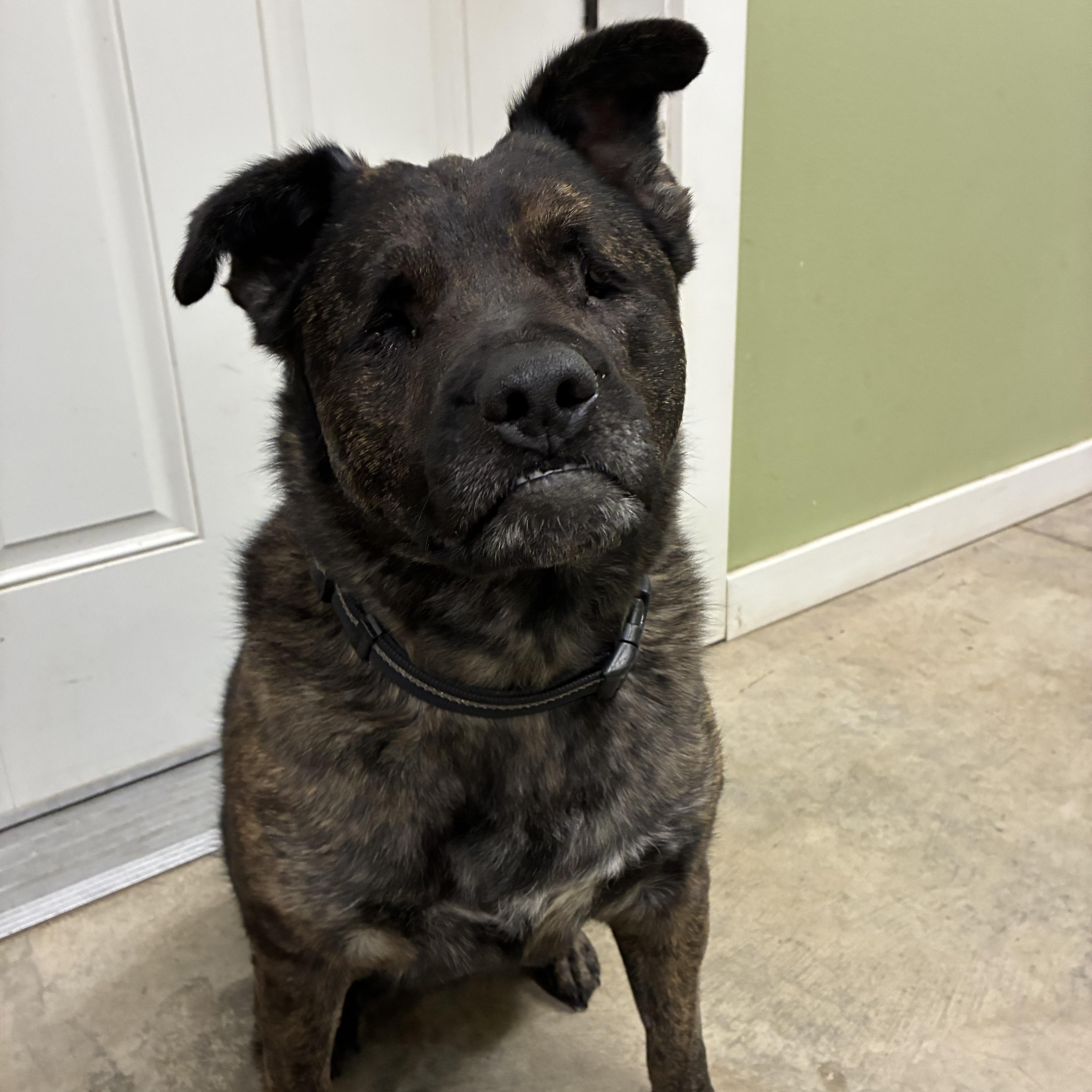Stevie, Adoptable, Adult Male Australian Cattle Dog / Blue Heeler & Pit Bull Terrier.