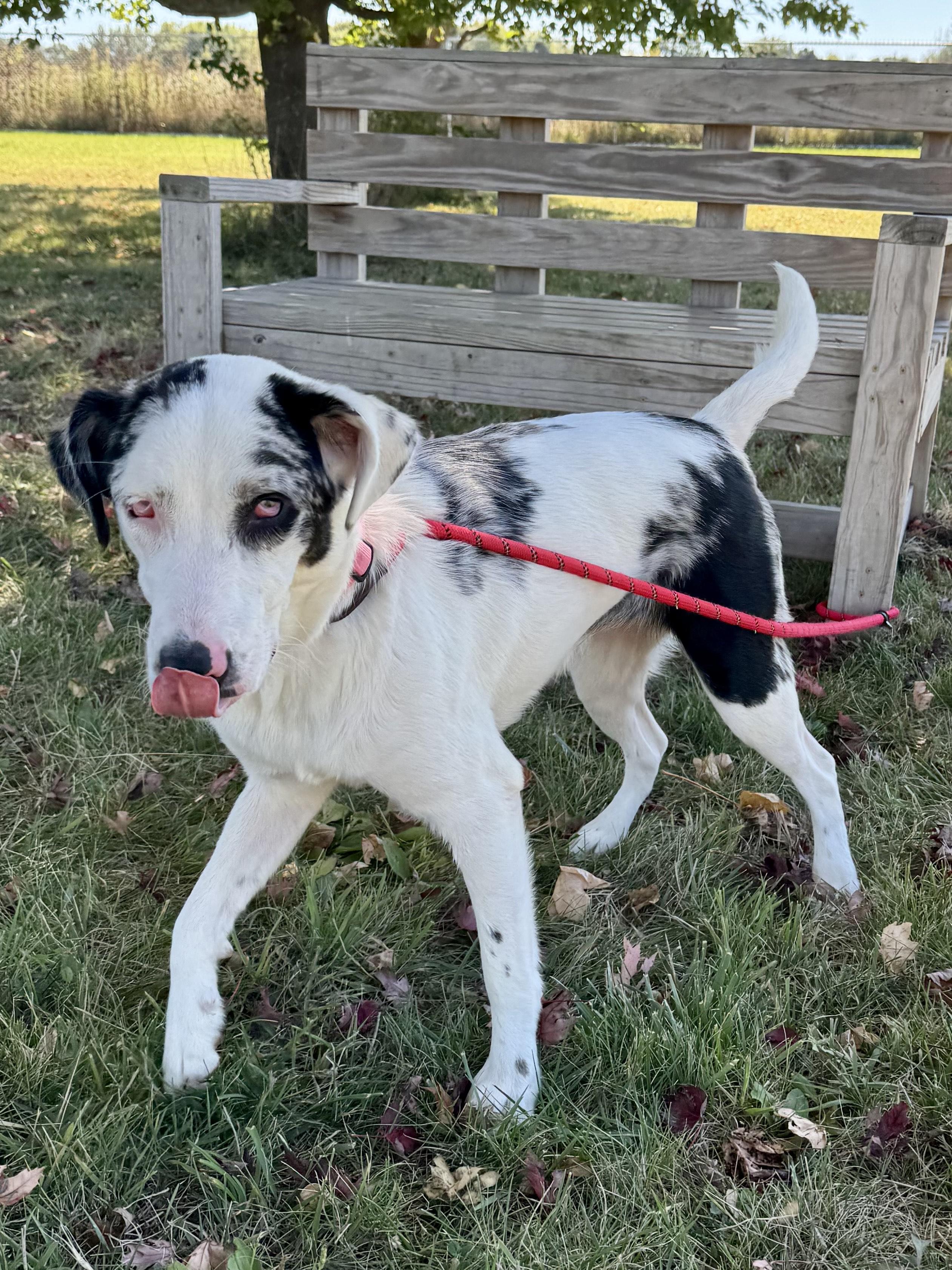 Aruba, Adoptable, Young Female Australian Cattle Dog / Blue Heeler.