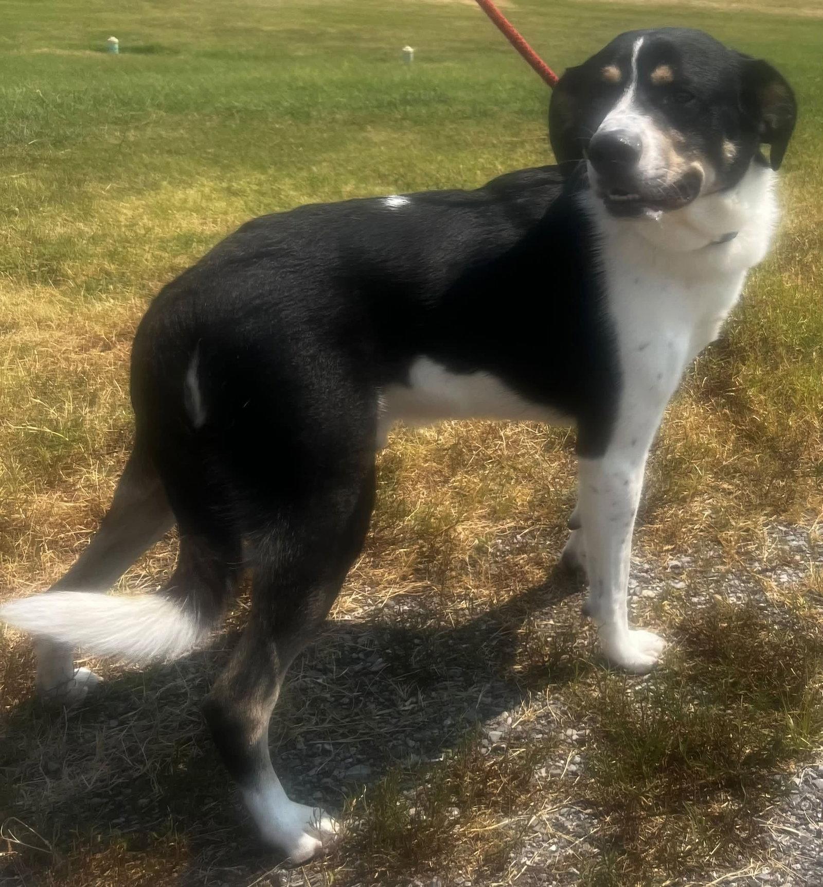 Roper, Adoptable, Adult Male Border Collie.