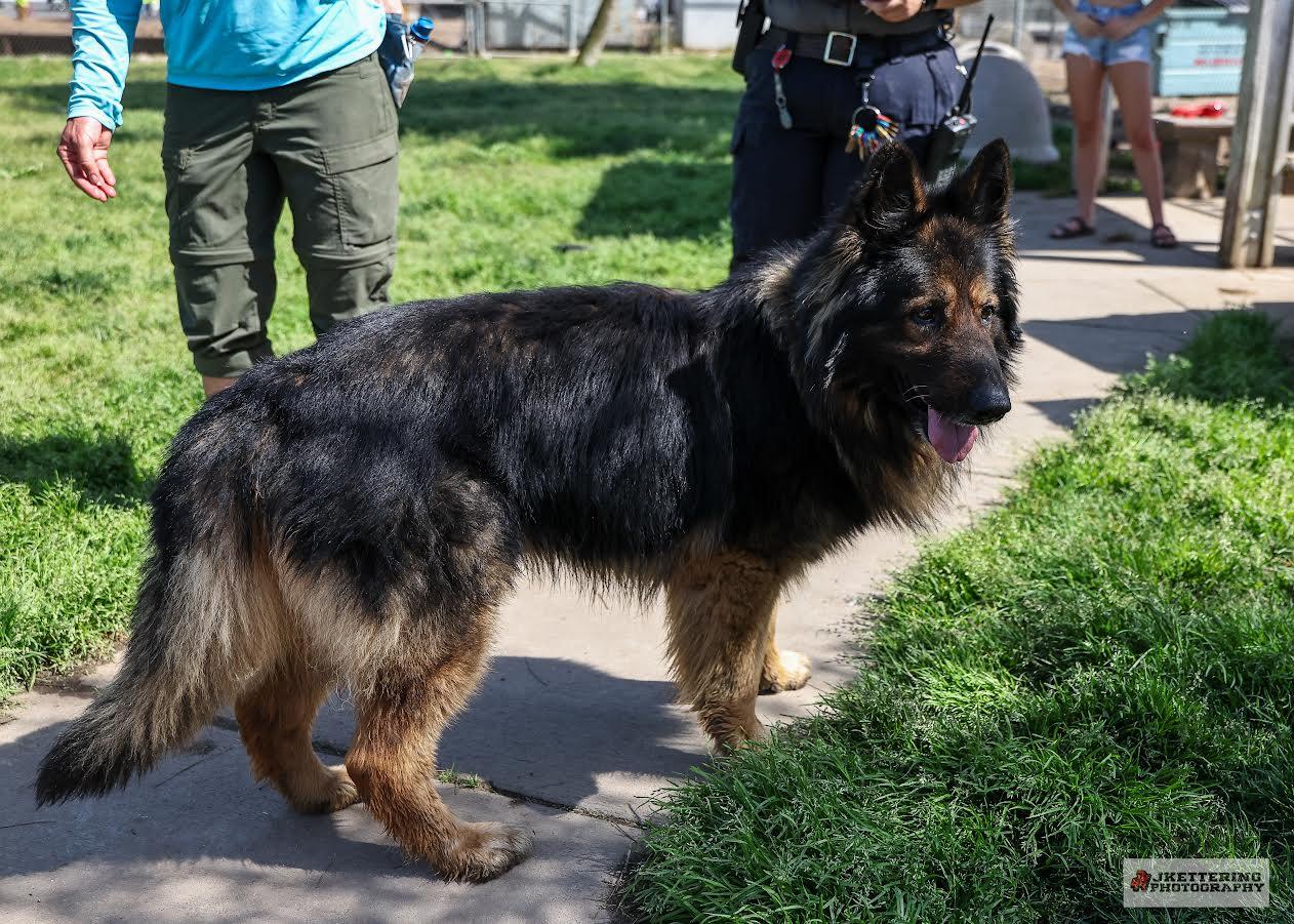 Duke, ADOPTABLE, Adult Male German Shepherd Dog.
