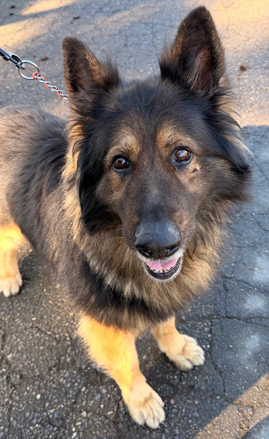 Enlarge Duke, a ADOPTABLE German Shepherd Dog in Oakdale, CA image 2/2