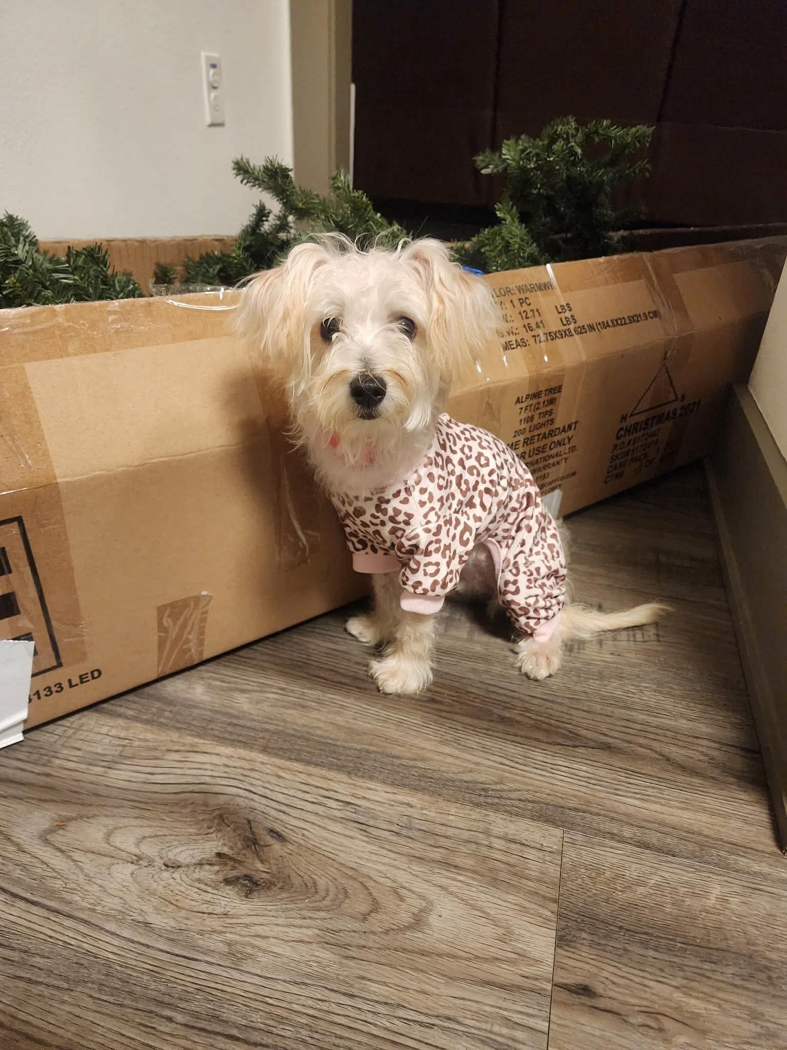 Daisy Mae, Adoptable, Young Female Maltese & Yorkshire Terrier.