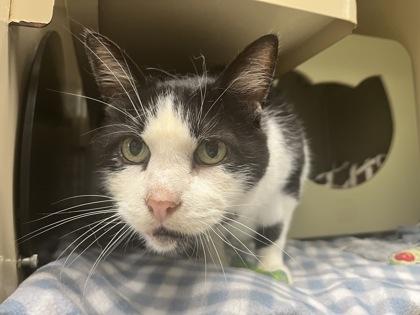 Ajax, a Adoptable Domestic Short Hair in Virginia Beach, VA image 1/3