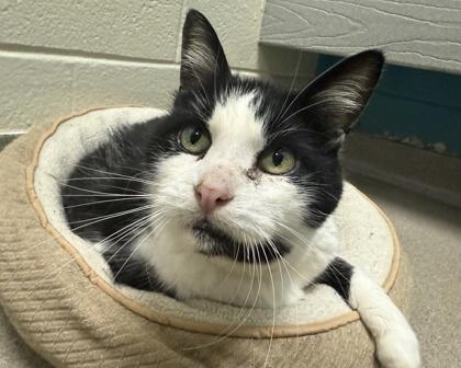 Ajax, a Adoptable Domestic Short Hair in Virginia Beach, VA image 2/3