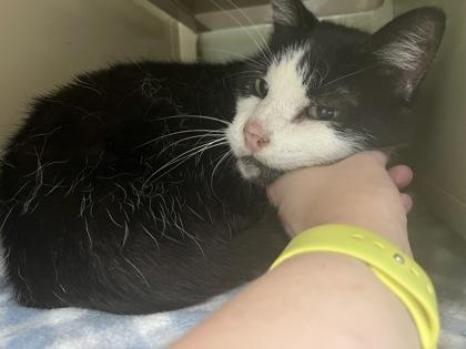 Ajax, a Adoptable Domestic Short Hair in Virginia Beach, VA image 3/3