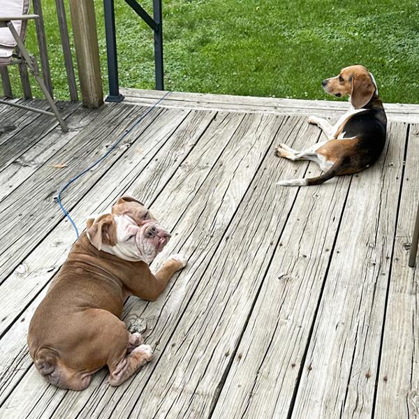 Pancake - Adoptable Pet | Petfinder
