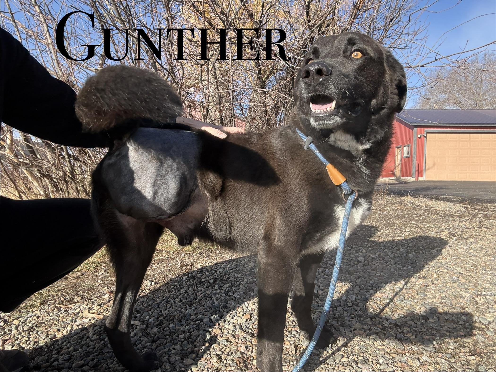 Gunther, ADOPTABLE, Adult Male Labrador Retriever.
