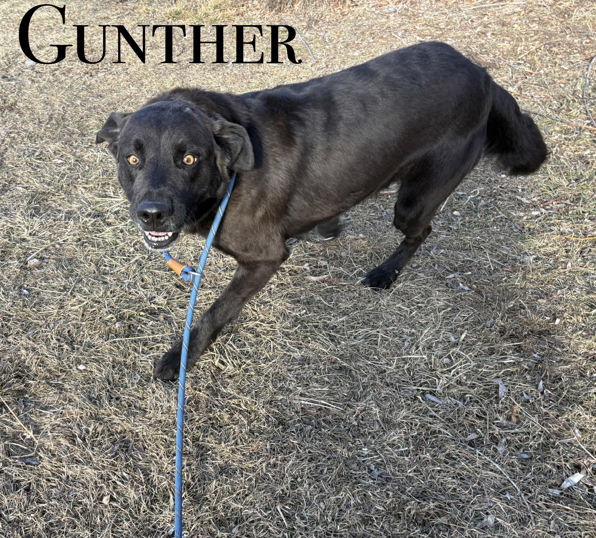 Gunther, ADOPTABLE, Adult Male Labrador Retriever.
