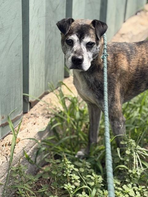 Enlarge Mango, a ADOPTABLE mixed breed in Houston, TX image 5/6