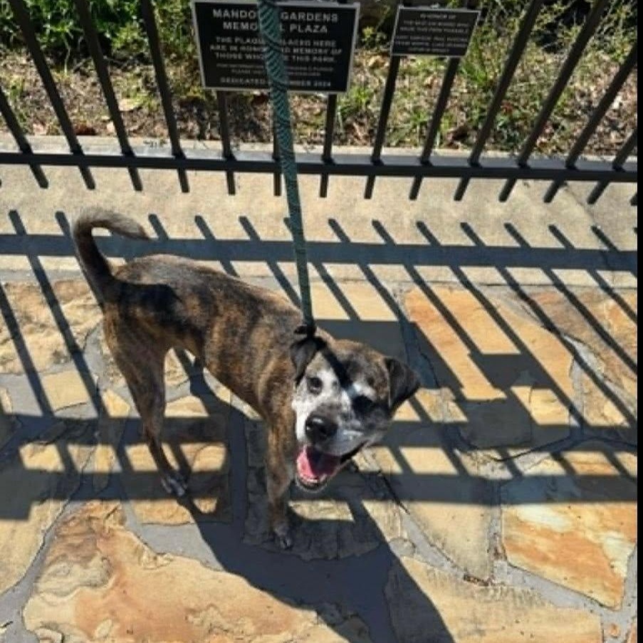 Enlarge Mango, a ADOPTABLE mixed breed in Houston, TX image 3/6