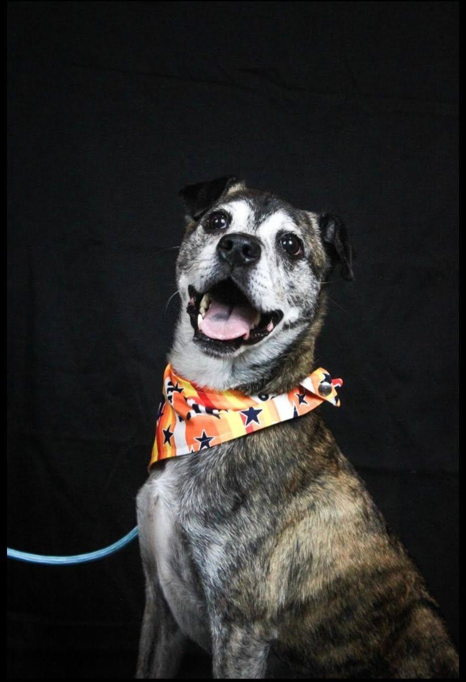 Mango, ADOPTABLE, Adult Male Terrier.