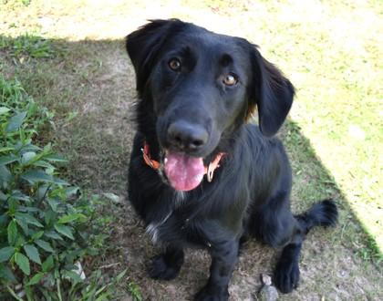 Nova, an adopted mixed breed in Inverness, FL image 2/2