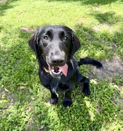 Nova, adopted, Young Female Labrador Retriever & Border Collie.