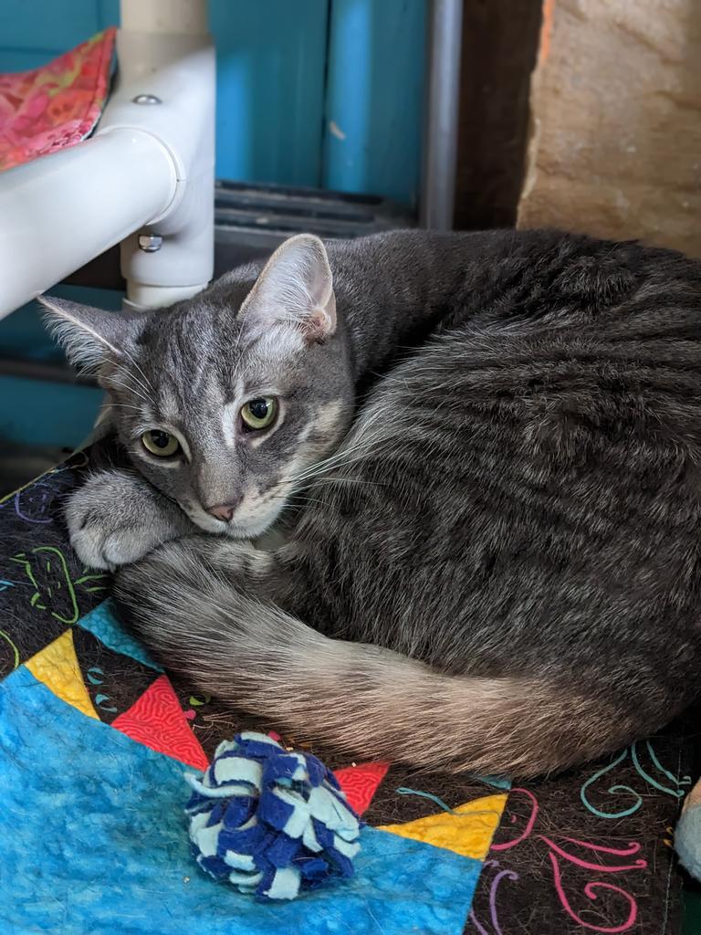 Berlioz, Adoptable, Adult Male Domestic Short Hair.