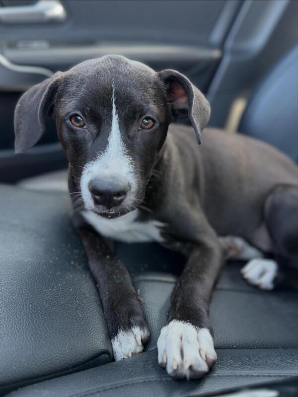 Enlarge Lilly, a Adoptable Mixed Breed in Miami, FL image 1/1