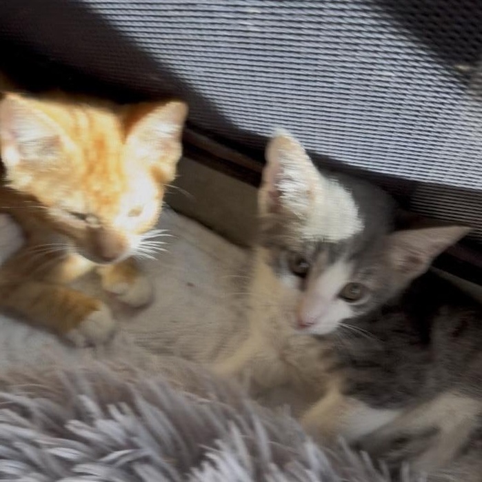 Baby kittie, gray and white ready first week of January, ADOPTABLE, Kitten Male Domestic Short Hair.