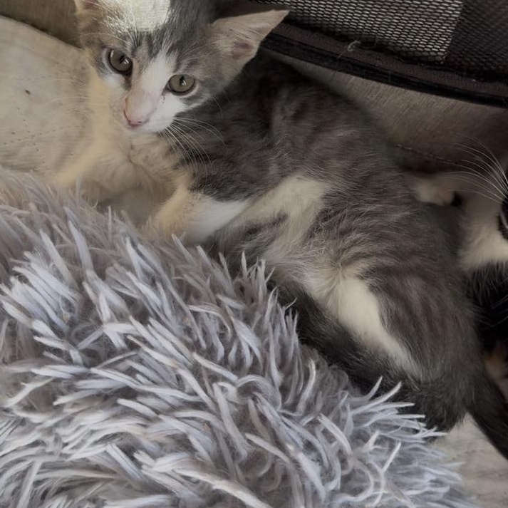 Enlarge Baby kittie, gray and white ready first week of January, a ADOPTABLE Domestic Short Hair in Kissimmee, FL image 2/4