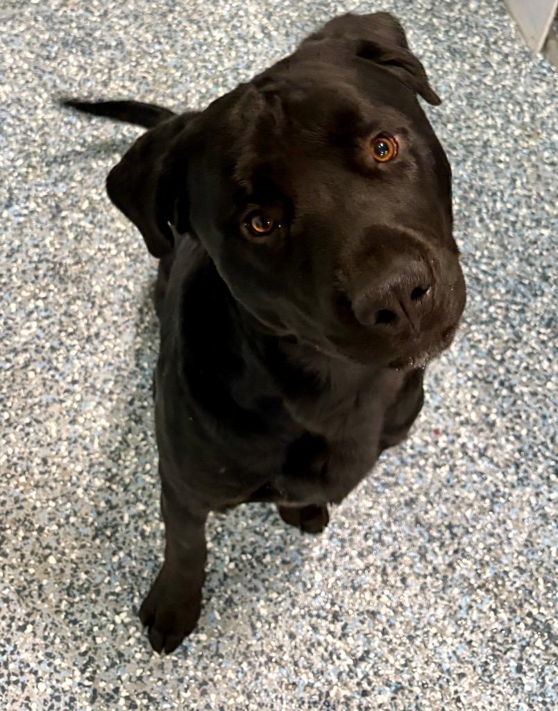 Sizzle, Adoptable, Young Male Rottweiler & Labrador Retriever.